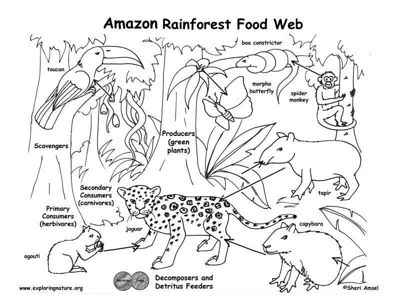 Tropical Rainforest Food Chain Diagram