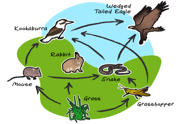 Tropical Rainforest Food Chain Diagram