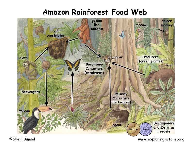 Tropical Rainforest Food Chain Diagram