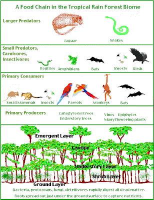 Tropical Rainforest Food Chain Diagram