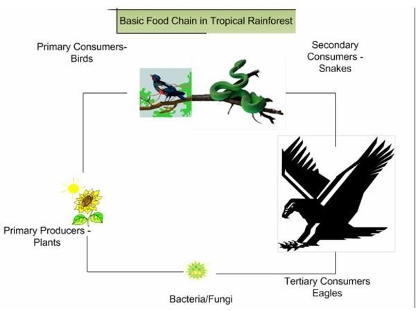 Tropical Rainforest Food Chain Diagram