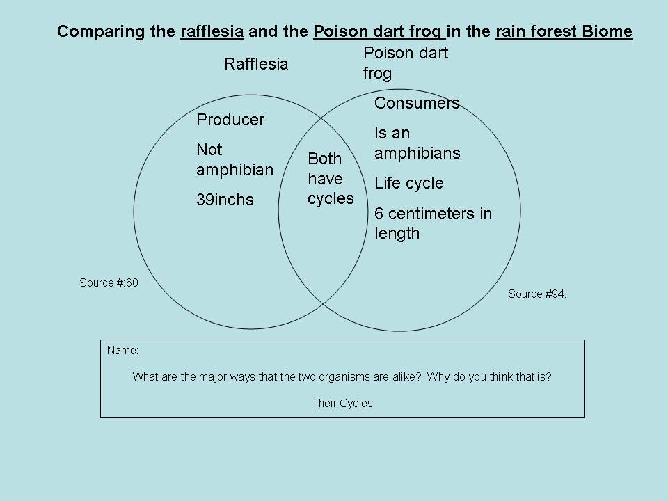 Tropical Rainforest Food Web And Food Chain