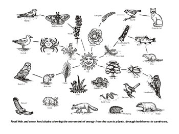 Tropical Rainforest Food Web Diagram Pictures