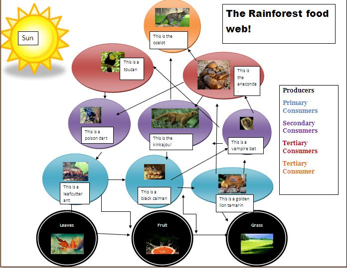 Tropical Rainforest Food Web Pictures