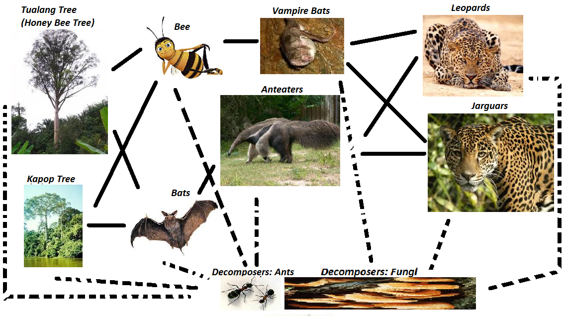 Tropical Rainforest Food Web Pictures