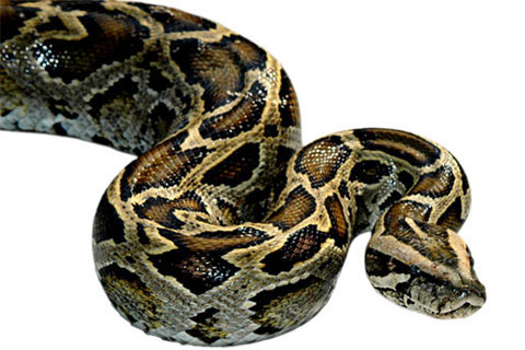 Types Of Pythons In Florida