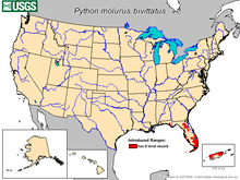 Types Of Pythons In Florida