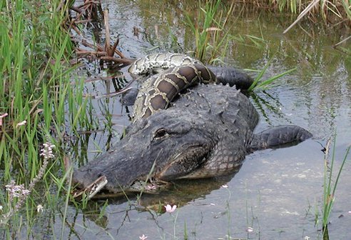 Types Of Pythons In Florida