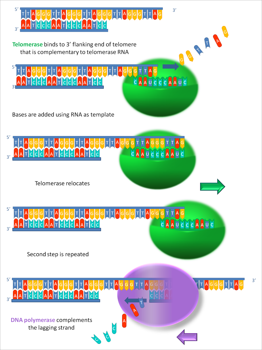 Unique Properties Of Water Biology