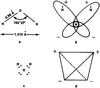 Unique Properties Of Water Due To Hydrogen Bonding