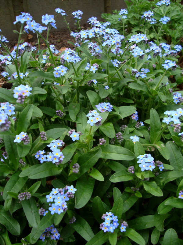 Vergeet Me Nietjes Planten