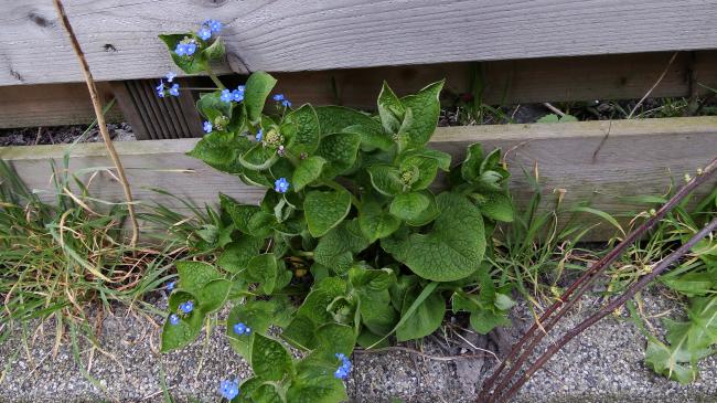 Vergeet Me Nietjes Planten