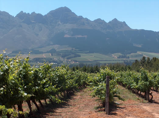 Vergelegen Cabernet Sauvignon