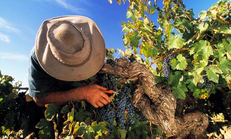 Vergelegen Cabernet Sauvignon