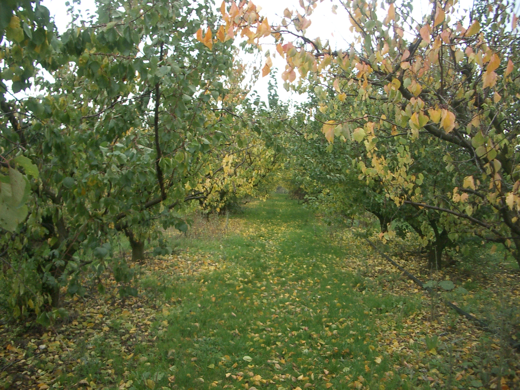 Verger Pomme