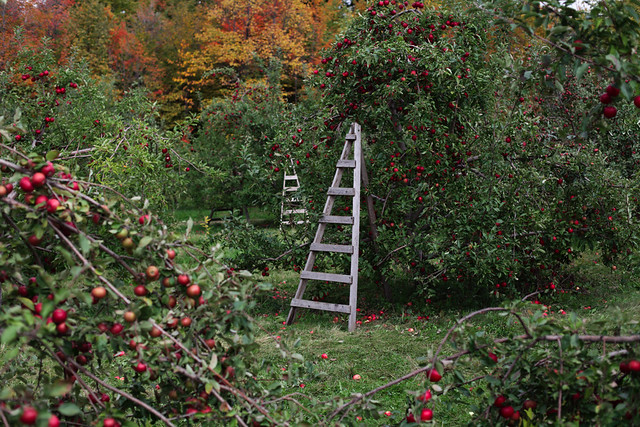 Verger Pomme