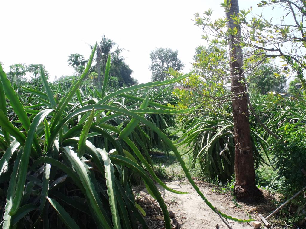 Vietnam Dragon Fruit Farm