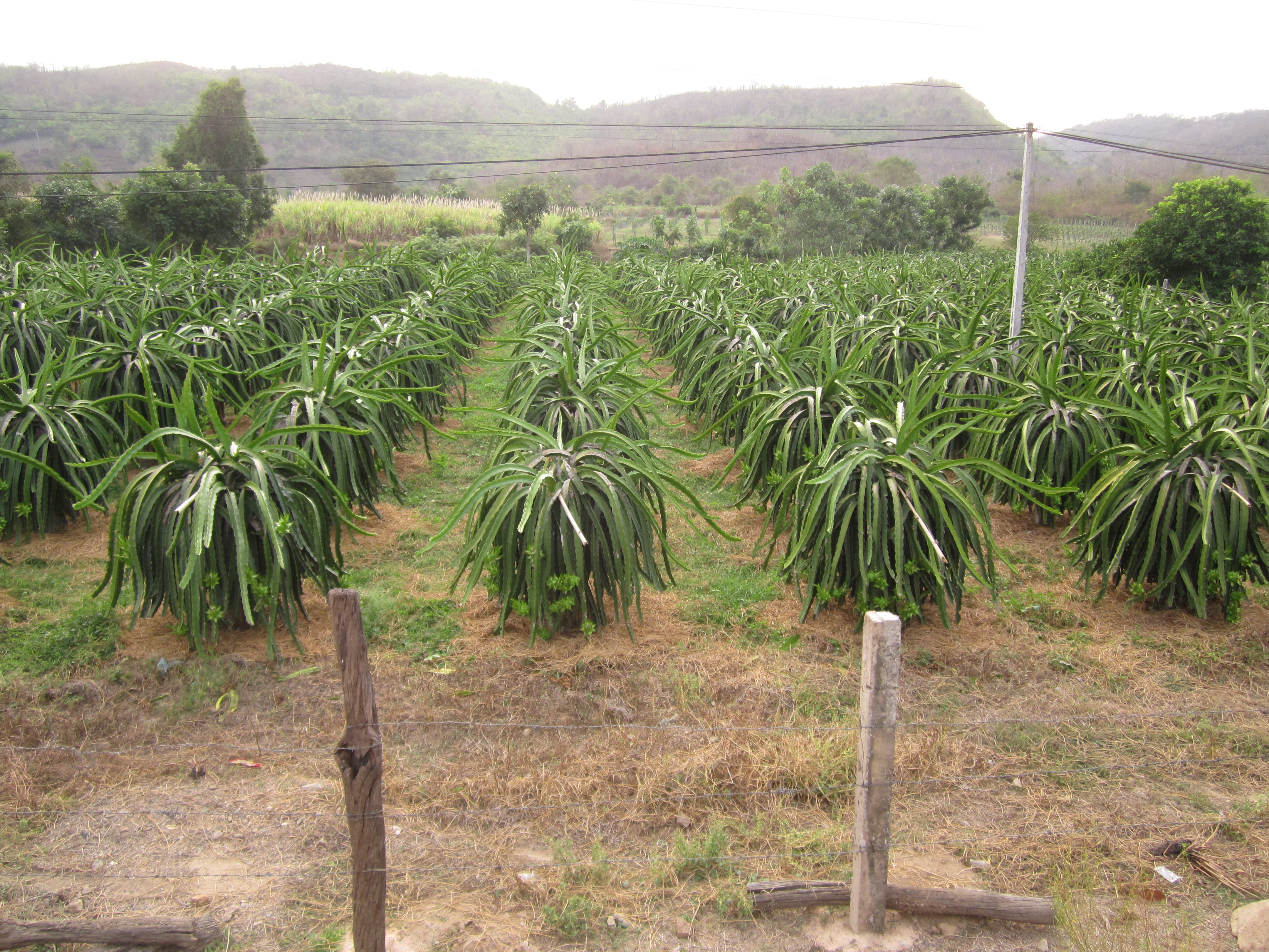 Vietnam Dragon Fruit Farm