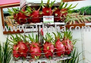 Vietnam Dragon Fruit Farm