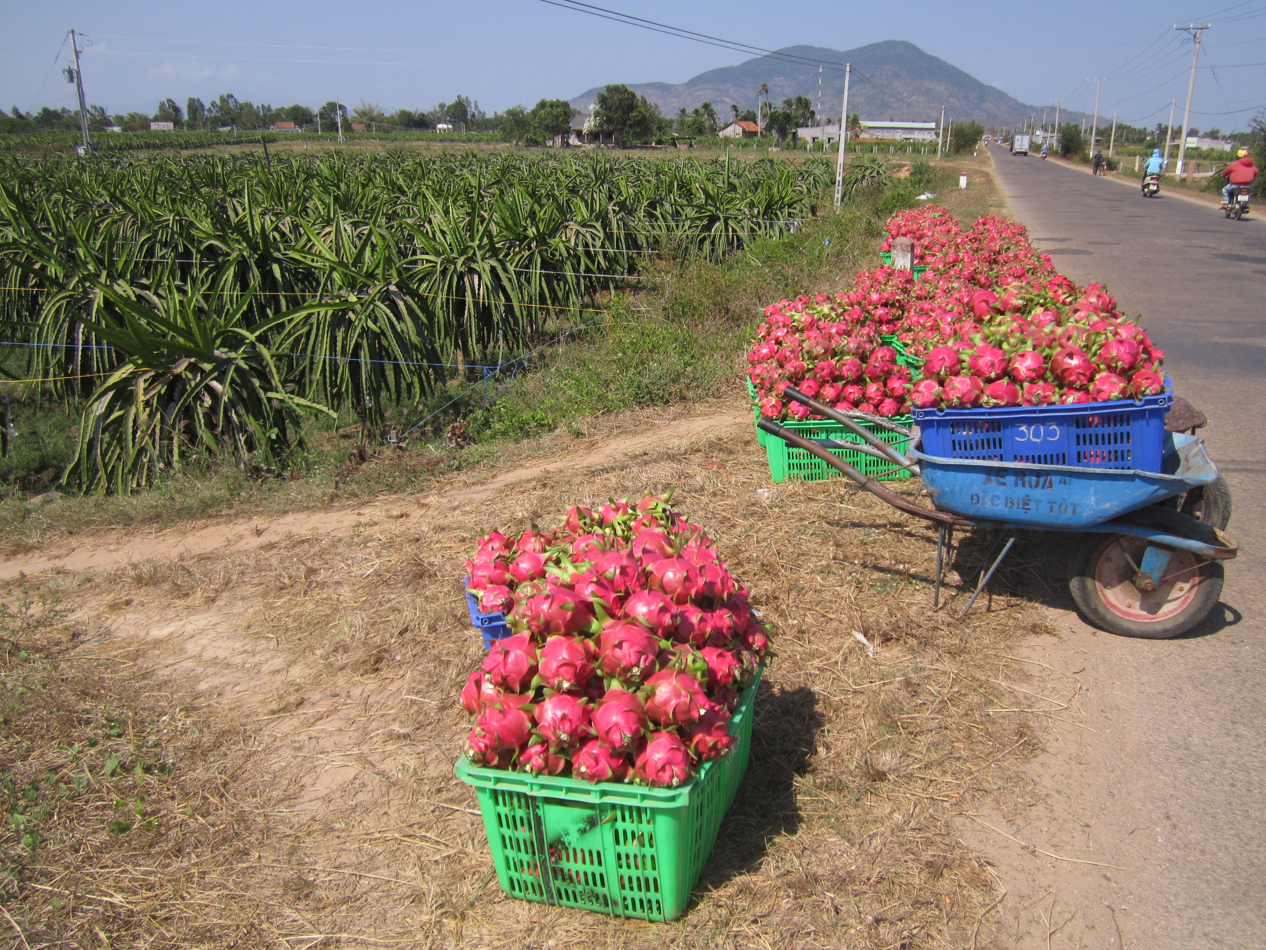 Vietnam Dragon Fruit Farm