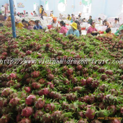 Vietnam Dragon Fruit Farm