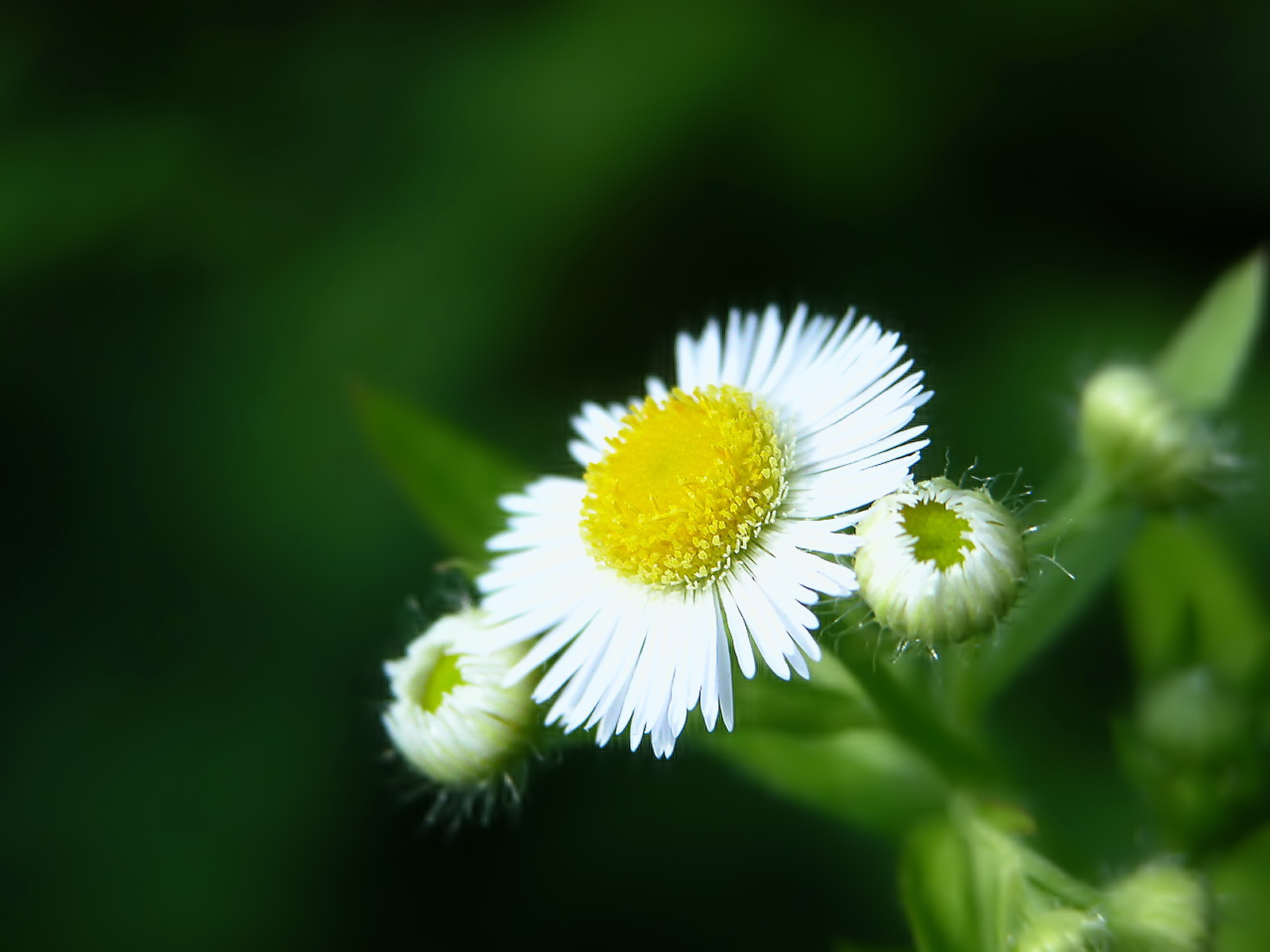 Wallpaper 3d Flower