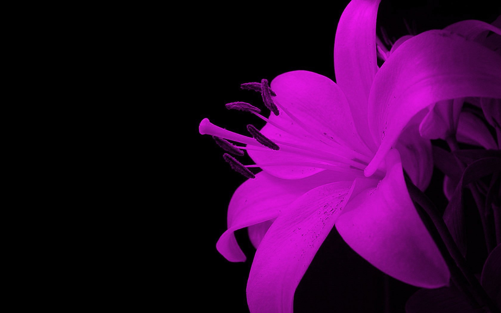 Wallpaper 3d Flower