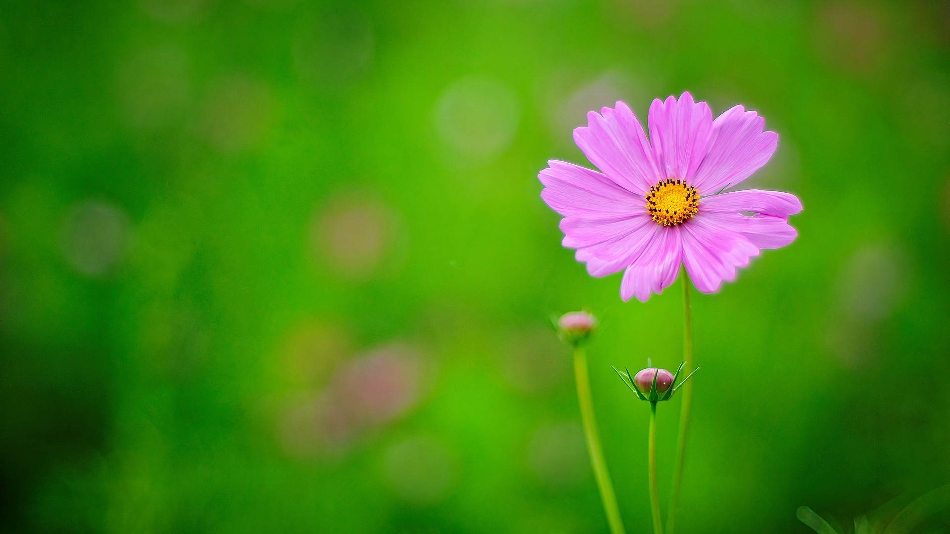 Wallpaper Hd Nature Flower