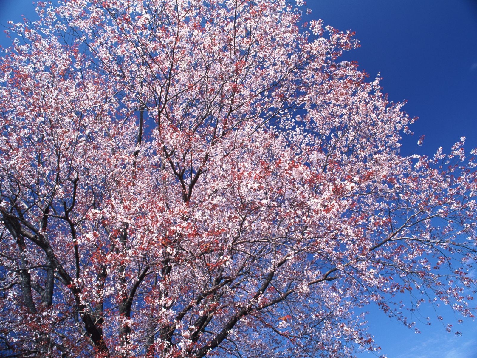 Wallpaper Nature Flowers Trees