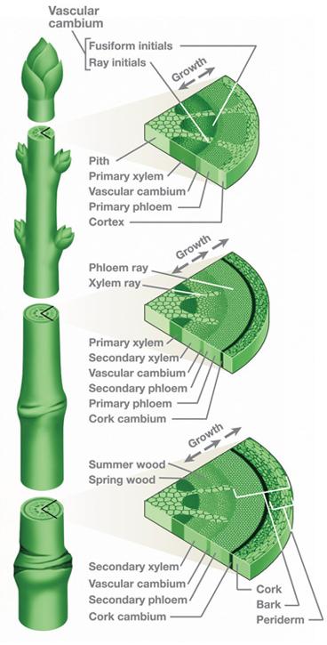 Water Transportation In Plants