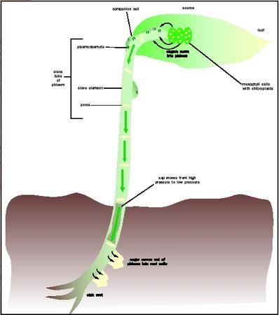 Water Transportation In Plants