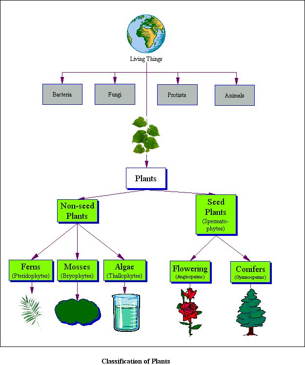 Water Transportation In Plants