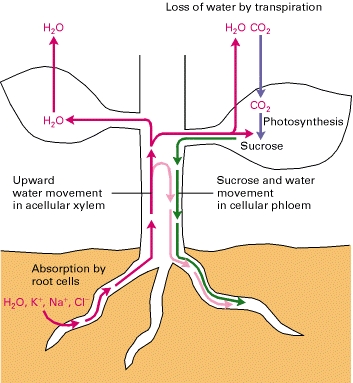 Water Transportation In Plants