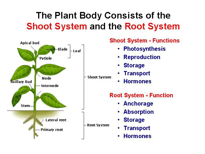 Water Transportation In Plants