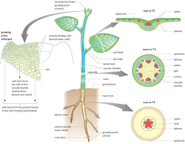 Water Transportation In Plants