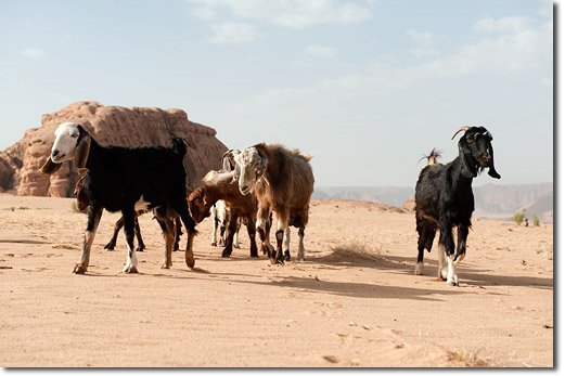 Weathering Of Rocks By Animals