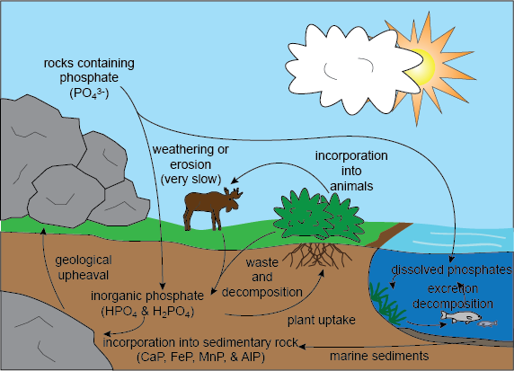 Weathering Of Rocks By Animals