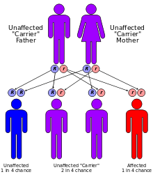 What Are Autosomes And How Many Are There