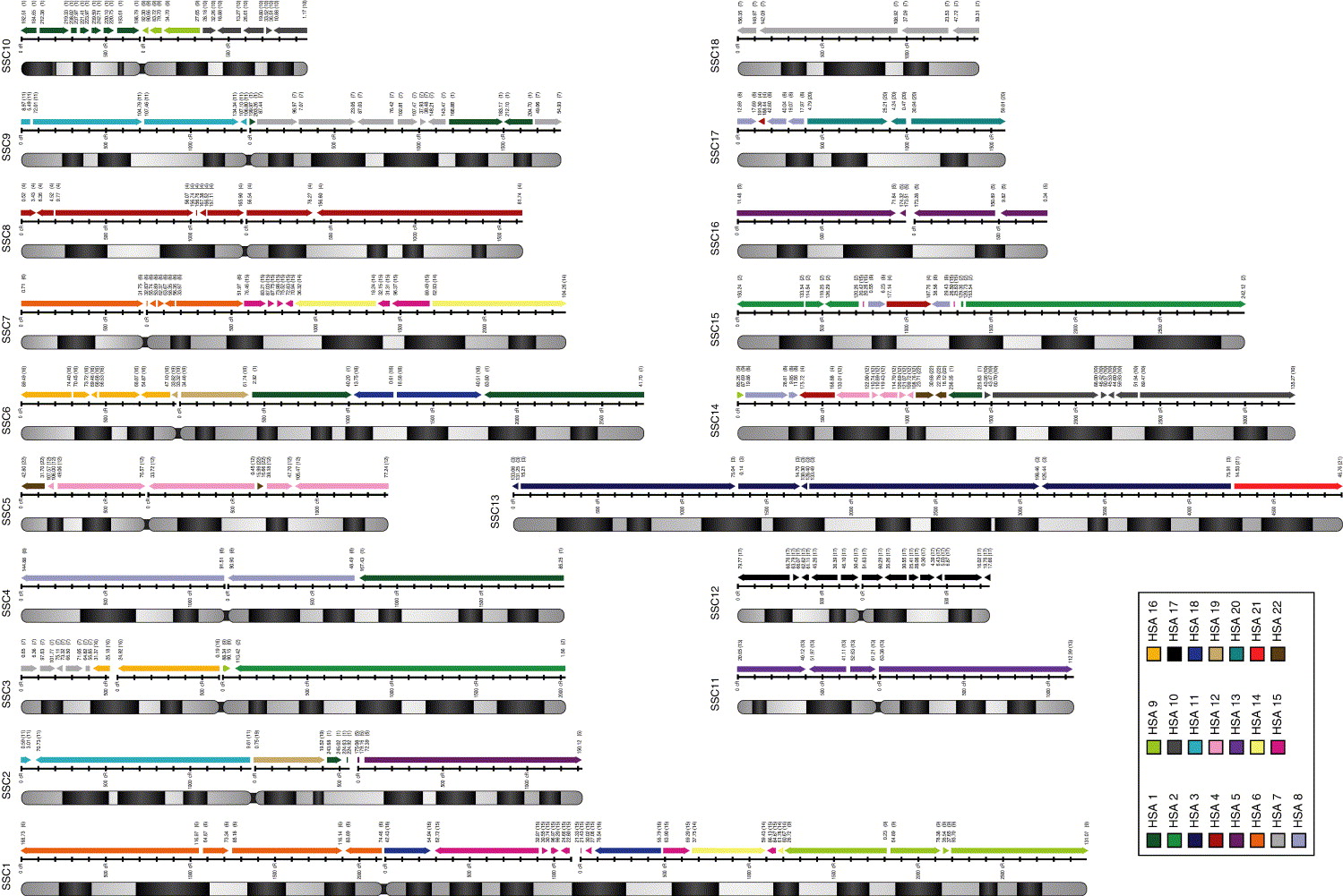 What Are Autosomes And How Many Autosomes Are In Human Cells