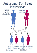 What Are Autosomes And How Many Do Humans Have