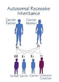 What Are Autosomes And How Many Do Humans Have