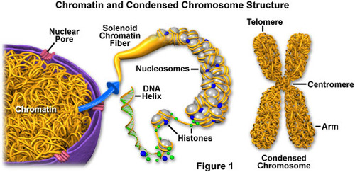 What Are Autosomes And Somatic Cells