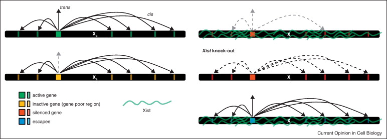 What Are Autosomes And Somatic Cells