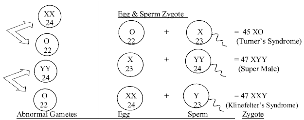 What Are Autosomes And Somatic Cells