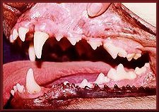 What Do Healthy Gums Look Like On A Dog