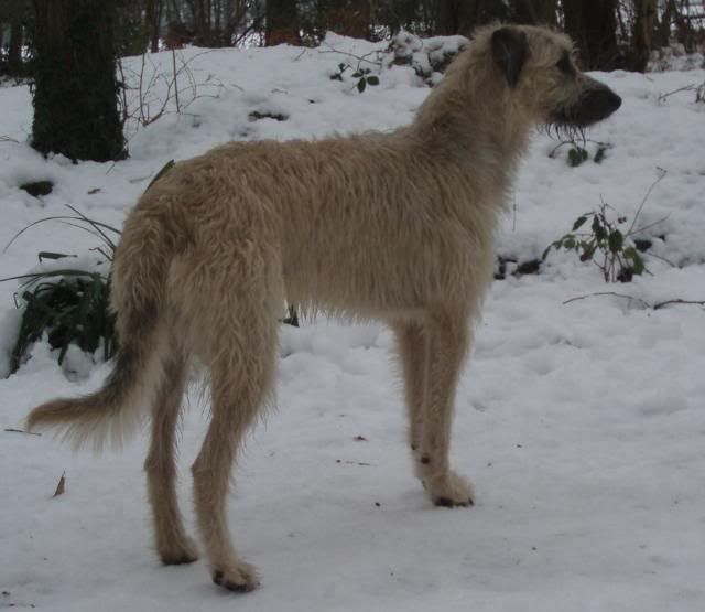 Whippet Deerhound Cross