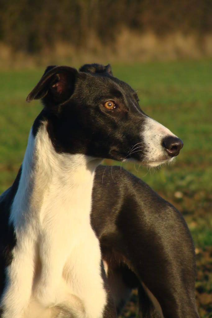 Whippet Deerhound Cross