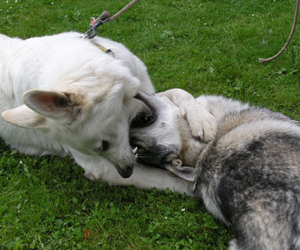 White Czechoslovakian Wolfdog