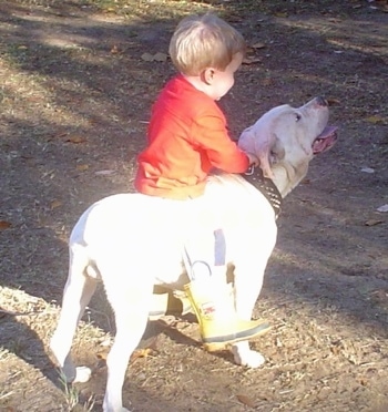 White English Bulldog Puppies For Sale