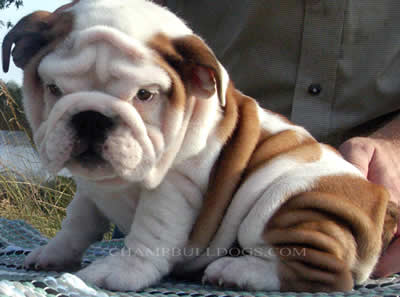 White English Bulldog Puppies For Sale In Alabama